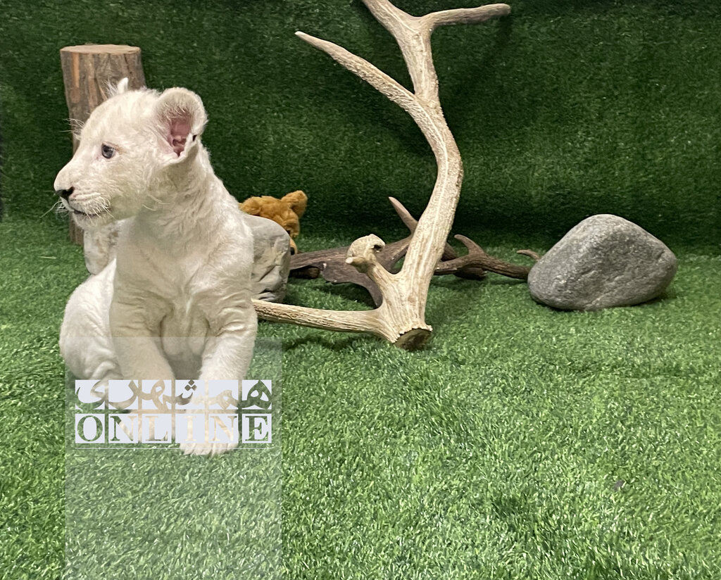 اولین جزئیات درباره توله شیر متولد شده در ایران | چرا «سانا» از سوی پدر و مادرش پذیرفته نشد؟ | تفاوت مهم شیرها و یوزها برای تولید مثل در اسارت