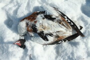 ببینید | یخزدگی پرندگان از شدت سرما!