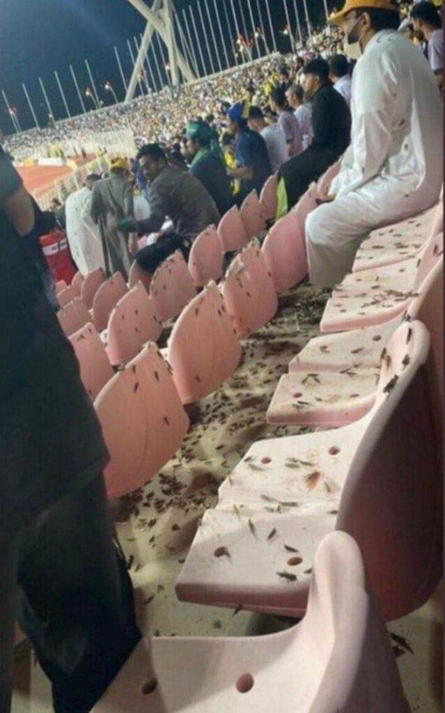 ببینید| صحنه ای که رونالدو تصورش را هم نمی کرد | هجوم هزاران ملخ به ورزشگاه النصر عربستان