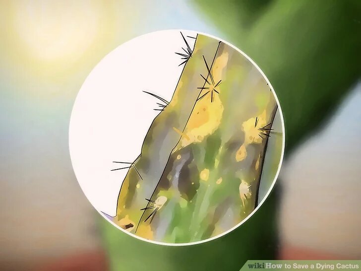 ۵ راهکار برای نجات یک کاکتوس در حال مرگ