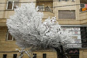 عکس | برف‌ تکانی درختان با استفاده از بالابر
