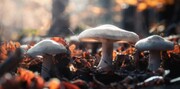 آیا قارچ‌ها جنگل‌ها را کنترل می‌کنند؟ | نتایج یک تحقیق درباره شبکه گسترده قارچی در دنیا