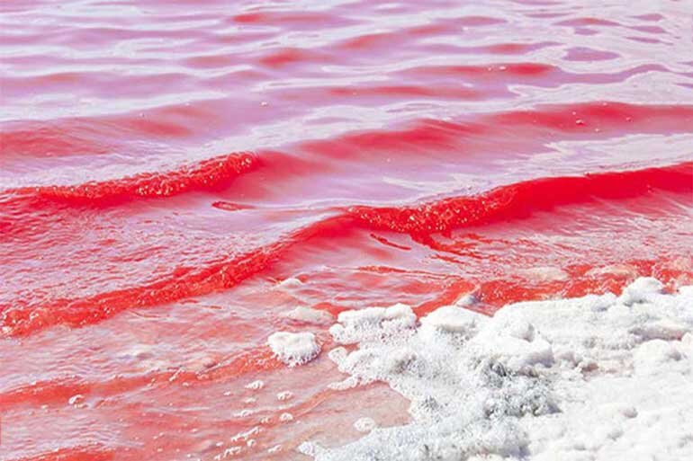 تصاویر | تالاب صورتی چابهار ؛ جذاب و دلفریب خوابیده در دامن مَکُّران