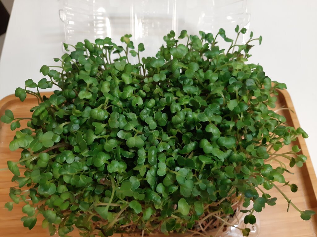 در اینجا آخرین مدل سبزهها را بکارید | آموزش رایگان کاشت میکروگرین