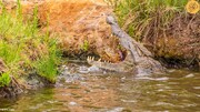 تصاویر | تمساح بزرگ در یک لقمه لاک‌ پشت پلنگی را بلعید!
