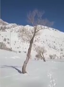 ببینید | نگین زیبای آلپ ایران یخ زد