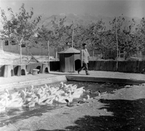 این محله تهران را یک سیاستمدار مرموزآباد کرد | مزرعه خرگوشها برای شیکپوشان پایتخت