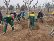 انتقال ۱۲۰۰ درخت معارض در تکه هجدهم پایتخت
