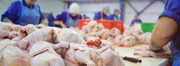 جدیدترین قیمت مرغ در بازار | جوجه کباب ران مرغ زعفرانی کیلویی چند؟