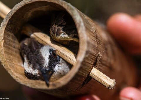 تجارت بی‌رحمانه پرندگان وحشی در اندونزی