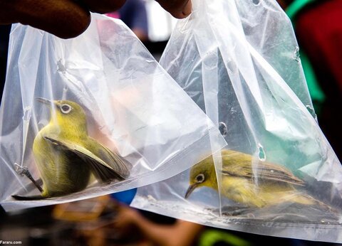 تجارت بی‌رحمانه پرندگان وحشی در اندونزی