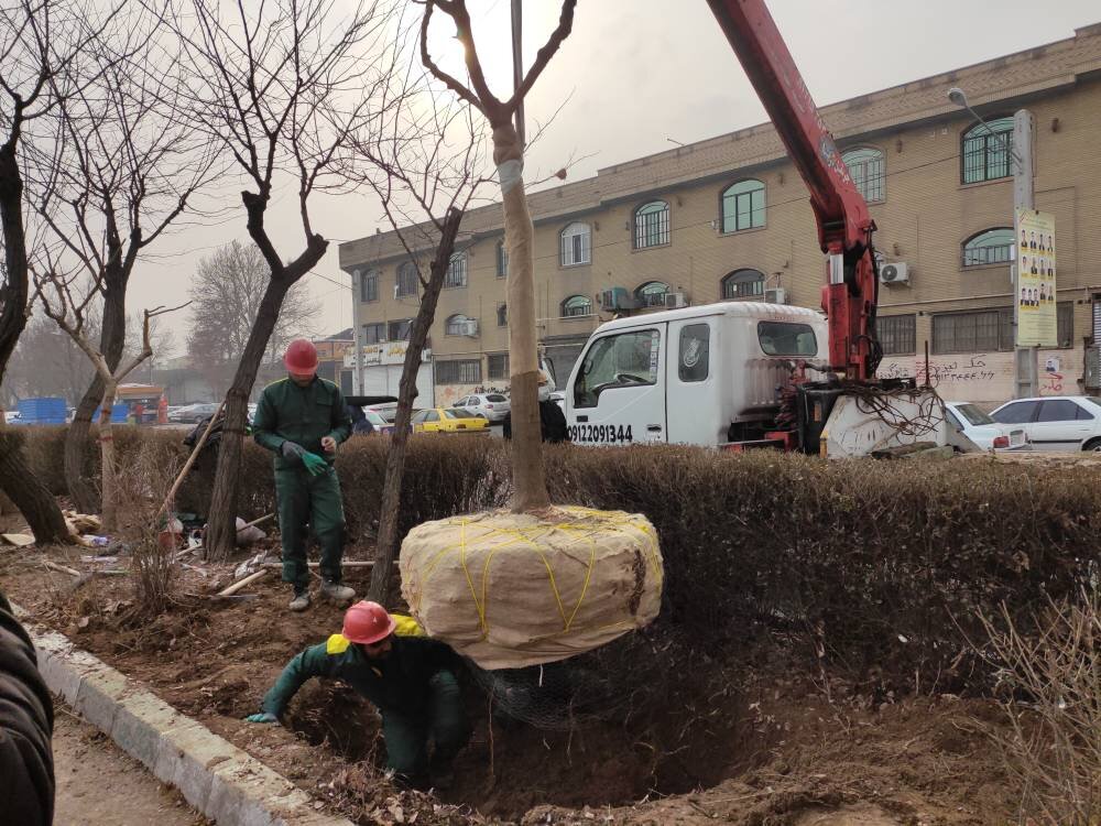 انتقال ۱۲۰۰ درخت معارض در تکه هجدهم پایتخت