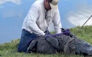 ببینید |‌ لحظه گرفتن تمساح غول پیکری که پیرزن ۸۵ ساله را کشت