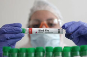 کارشناسان برای بررسی خطر آنفلوانزای پرندگان H5N1 گرد هم می‌آیند | آیا پاندمی دیگری در راه است