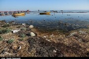 ببینید | بی‌احتیاطی گردشگران در نیزارهای خلیج گرگان ؛ اینجا محل تخمگذاری پرندگان بود | خلیجی که خاکستر شد