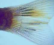 ساختن ماهی خال‌مخالی الکترونیکی: دانشمندان در بافت‌های زنده الکترود رشد دادند