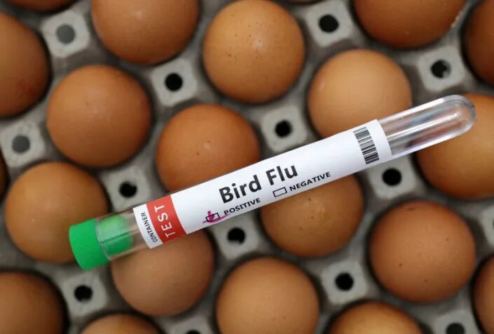 bird flu