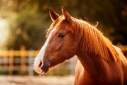قیمت اسب از پراید جلو زد! | جدیدترین نرخ خرید و فروش اسب را ببینید