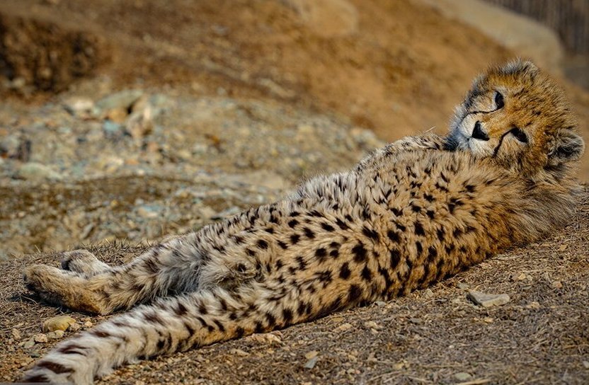 عوامل مهم کشته شدن یوزها در قتلگاه یوزپلنگ آسیایی؛ خود یوزها هم مقصرند؟! | این عوامل زیستگاه یوزها را ناامن کرد | چگونه تلفات جاده ای به صفر میرسد؟