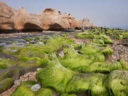 ببینید | این تندیس‌های سنگی حاصل جدال موج و صخره‌اند | سفر به ساحل مکسر؛ رویایی‌ترین ساحل صخره‌ای خلیج فارس  