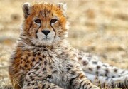 اینفوگرافیک | شکارچیان قرن!  | حیواناتی که به دست محمدرضاشاه و خانواده‌اش کشته شدند 