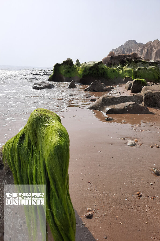 ببینید | این تندیسهای سنگی حاصل جدال موج و صخرهاند | سفر به ساحل مکسر؛ رویاییترین ساحل صخرهای خلیج فارس