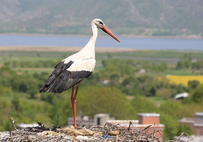 از دیدن این حیوانات در مترو تهران تعجب نکنید