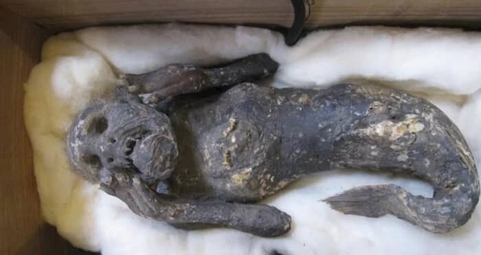 عکس | مومیایی پری دریایی ژاپنی، عجیب و ترسناکتر از چیزی است که فکرش را میکردیم