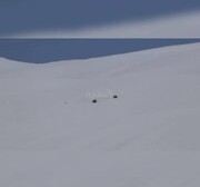 ببینید | کمین جالب گرگ‌ها در جاده‌ پر از برف کوهرنگ