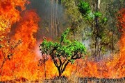 آتش در گلستان ؛ ۲۰ هکتار جنگل اسیر شعله‌های آتش شد | آتش سوزی ۹ روزه شد!