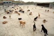 جمع‌آوری بیش از ۱۵ هزار سگ بدون صاحب در البرز