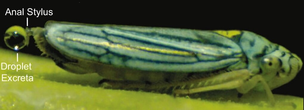 حشره تیرانداز