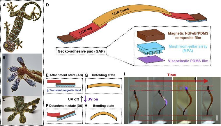 عکس | مارمولک عجیبی که در اتاق عمل به جراح کمک میکند!