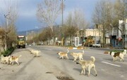 سگ‌های بلاصاحب برای اولین بار در یک استان کشور به متقاضیان واگذار می‌شوند