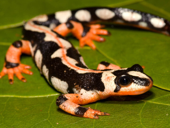 مد جدید در بازار عید | خرید یک حیوان عجیب و ترسناک برای سفره هفت سین