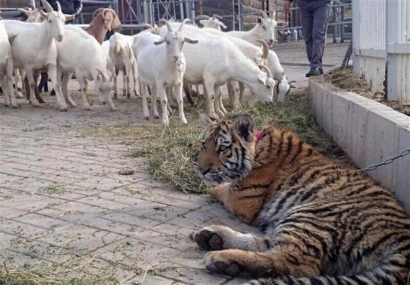 چگونه می توان کیفیت باغوحش های کشور را بالا برد؟ | دیدن این باغ وحشهای دیدنی را در تعطیلات از دست ندهید