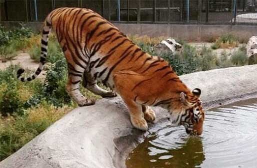 چگونه می توان کیفیت باغوحش های کشور را بالا برد؟ | دیدن این باغ وحشهای دیدنی را در تعطیلات از دست ندهید