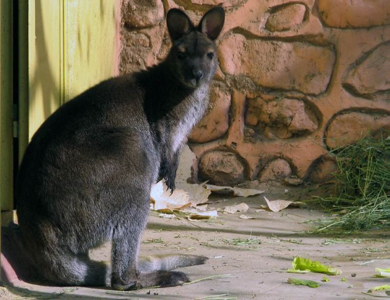 چگونه می توان کیفیت باغوحش های کشور را بالا برد؟ | دیدن این باغ وحشهای دیدنی را در تعطیلات از دست ندهید