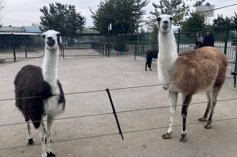 چگونه می توان کیفیت باغوحش های کشور را بالا برد؟ | دیدن این باغ وحشهای دیدنی را در تعطیلات از دست ندهید