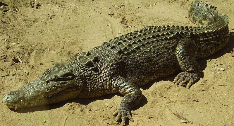 داستان باورنکردنی یک زن ایرانی | این زن نخستین پرورش دهنده کروکودیل در ایران است