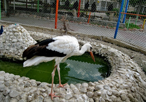 چگونه می توان کیفیت باغوحش های کشور را بالا برد؟ | دیدن این باغ وحشهای دیدنی را در تعطیلات از دست ندهید