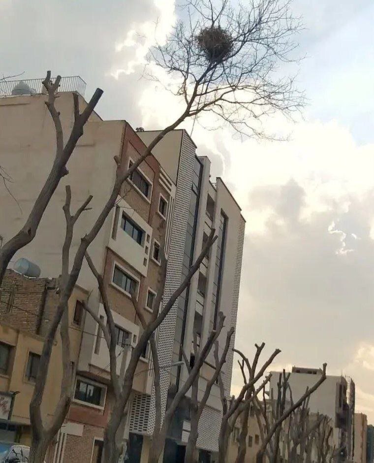 عکس | اقدام مهربانانه ماموران شهرداری | هرس نکردن یک شاخه درخت فقط به خاطر پرنده‌ها