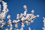 تصاویر کوچه باغ های های پر از شکوفه های زردآلو | منصوریه رویایی شد