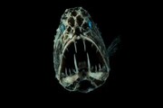 تصاویری از یک ماهی ترسناک که کاملا بی‌آزار است | دندان‌نیش‌ها را بهتر بشناسیم