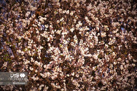 شکوفه های درختان زردآلو در «منصوریه»
