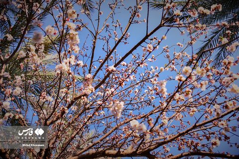 شکوفه های درختان زردآلو در «منصوریه»