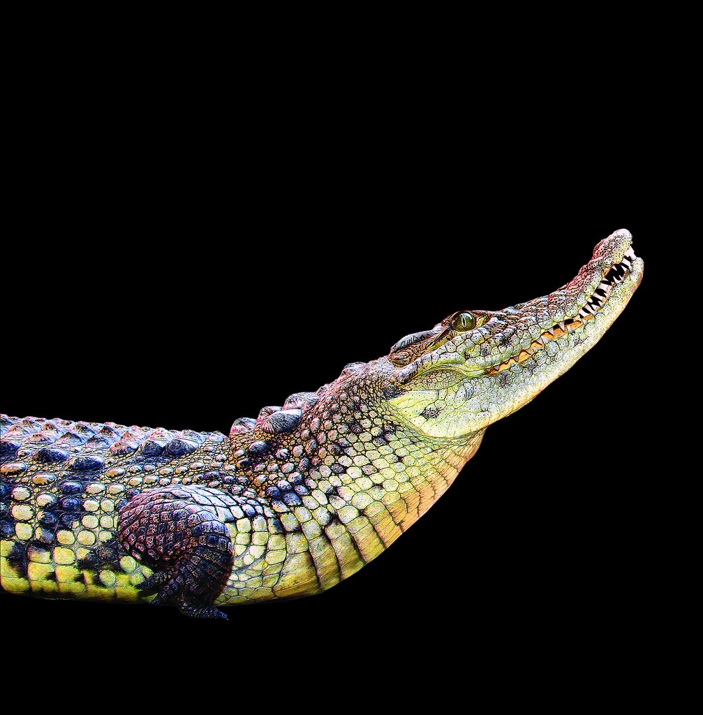 تصاویر | نخستین ماری که در ایران هنرپیشه شد | خانم مار روی صحنه تئاتر