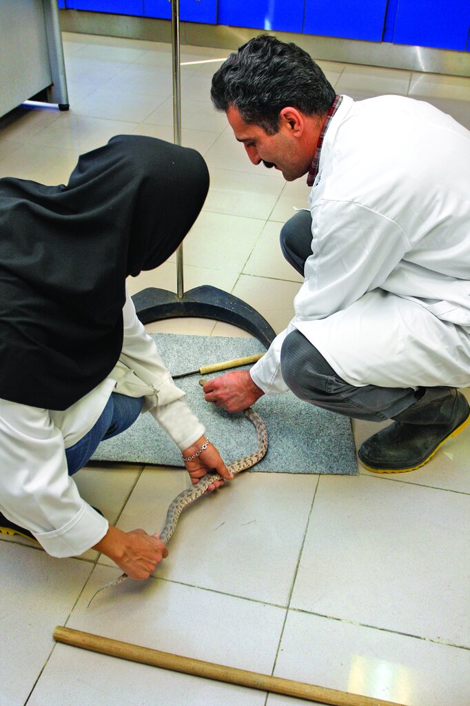 تصاویر | شغل این زن ایرانی گرفتن سم از خطرناک‌ترین عقرب‌ها و مارهاست 
