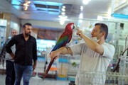 یک بازار پر از پرنده در جنوب تهران