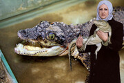 یک زن نخستین پرورش دهنده کروکودیل در ایران است